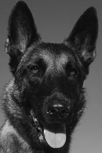 Dita The Hair Missile Dog