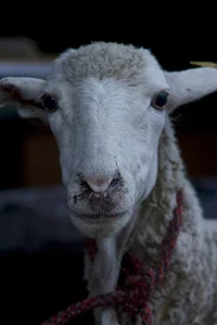 Мистер Баран