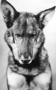 Рин Тин Тин