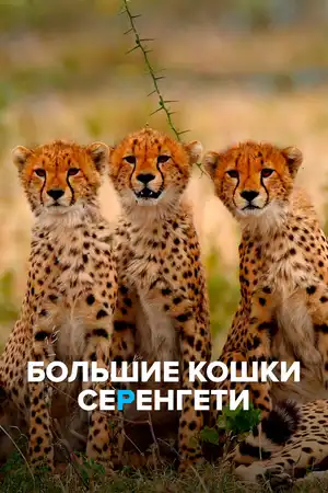 Большие кошки Серенгети