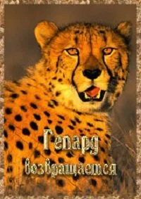 Гепард возвращается
