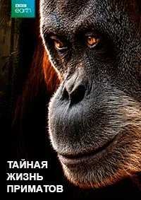 Тайная жизнь приматов